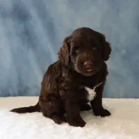 Skylar, a male Portuguese Water Dog for sale in Apple Creek, OH – 3 of 4