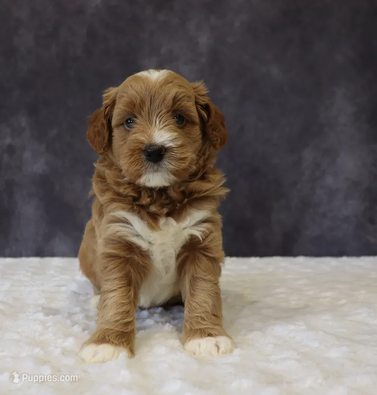 Belle – Miniature Goldendoodle puppy for sale in Apple Creek, OH