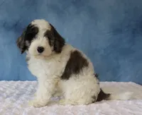Finley, a male Poodle - Miniature  and Sheepadoodle for sale in Apple Creek, OH – 5 of 5