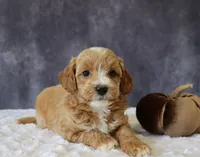 Baxter, a male Miniature Goldendoodle for sale in Apple Creek, OH – 6 of 6