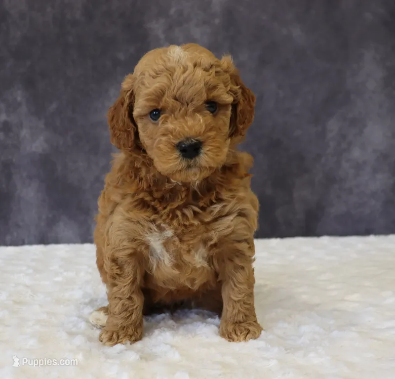 Bonnie – Miniature Goldendoodle puppy for sale in Apple Creek, OH