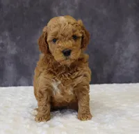 Bonnie, a female Miniature Goldendoodle for sale in Apple Creek, OH – 1 of 5