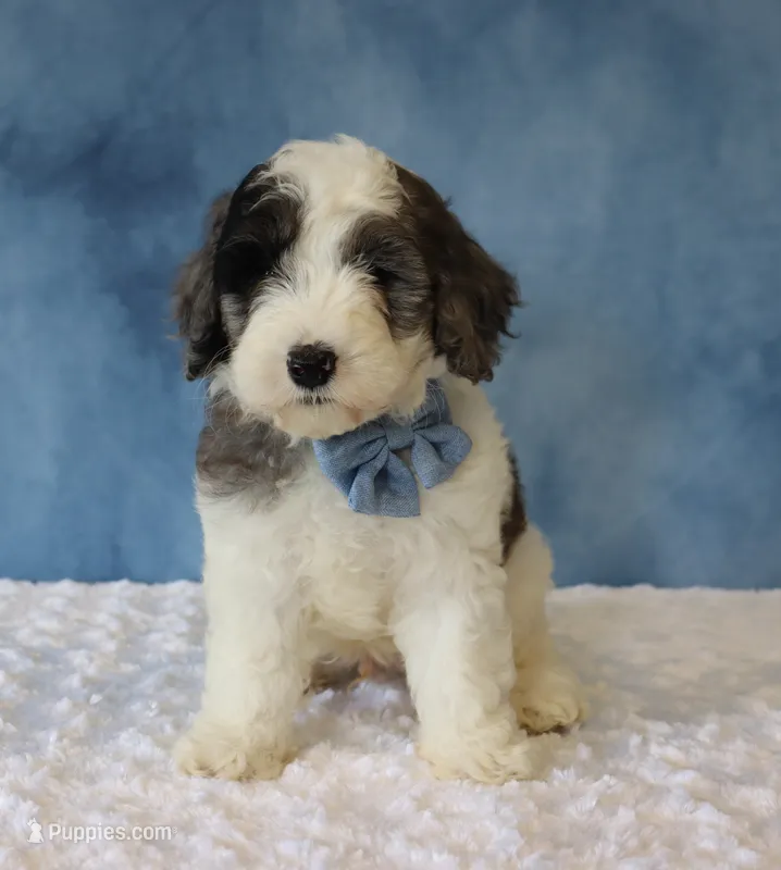 Finley – Poodle - Miniature , Sheepadoodle puppy for sale in Apple Creek, OH