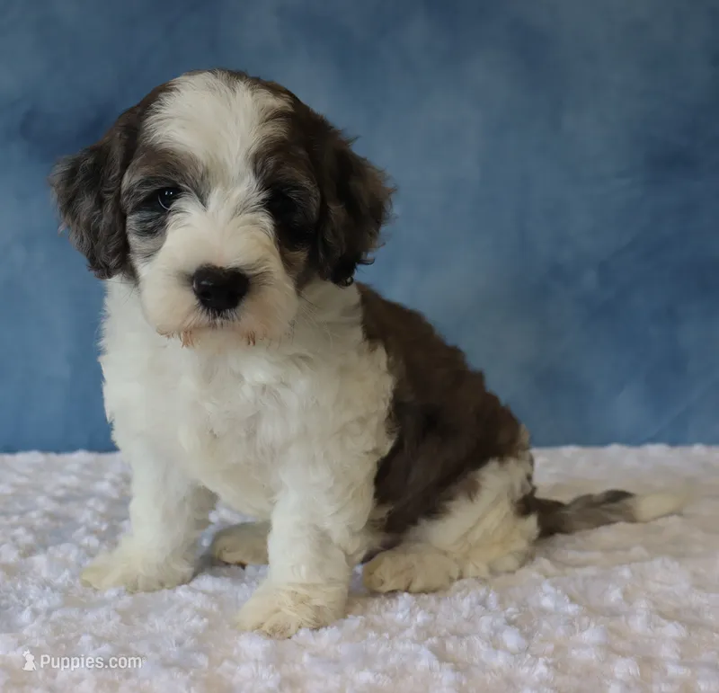 Ziggy – Poodle - Miniature , Sheepadoodle puppy for sale in Apple Creek, OH