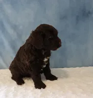 Seth, a male Portuguese Water Dog for sale in Apple Creek, OH – 4 of 4