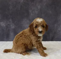 Bailey, a male Miniature Goldendoodle for sale in Apple Creek, OH – 4 of 6
