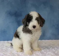 Finley, a male Poodle - Miniature  and Sheepadoodle for sale in Apple Creek, OH – 4 of 5