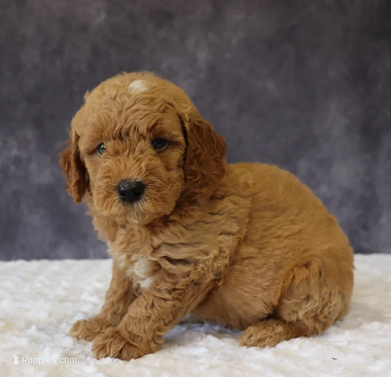 Bentley – Miniature Goldendoodle puppy for sale in Apple Creek, OH