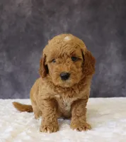 Bentley, a male Miniature Goldendoodle for sale in Apple Creek, OH – 2 of 4