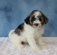 Sage, a female Poodle - Miniature  and Sheepadoodle for sale in Apple Creek, OH – 4 of 4