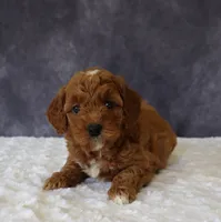 Brielle, a female Miniature Goldendoodle for sale in Apple Creek, OH – 1 of 4