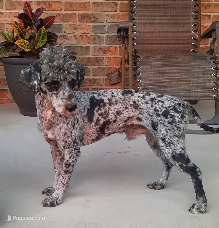Archie – Poodle - Miniature  puppy for sale in Apple Creek, OH