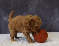 Bonnie, a female Miniature Goldendoodle for sale in Apple Creek, OH – 2 of 5
