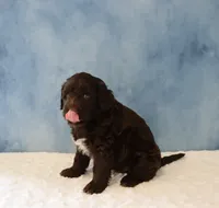 Skylar, a male Portuguese Water Dog for sale in Apple Creek, OH – 4 of 4