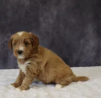 Belle, a female Miniature Goldendoodle for sale in Apple Creek, OH – 5 of 5