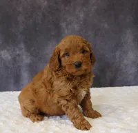 Betsy, a female Miniature Goldendoodle for sale in Apple Creek, OH – 2 of 6