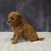 Bonnie, a female Miniature Goldendoodle for sale in Apple Creek, OH – 5 of 5