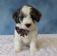 Ziggy, a male Poodle - Miniature  and Sheepadoodle for sale in Apple Creek, OH – 2 of 5