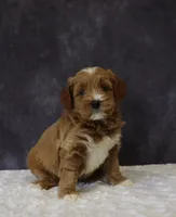 Belle, a female Miniature Goldendoodle for sale in Apple Creek, OH – 2 of 5