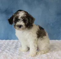 Sage, a female Poodle - Miniature  and Sheepadoodle for sale in Apple Creek, OH – 1 of 4