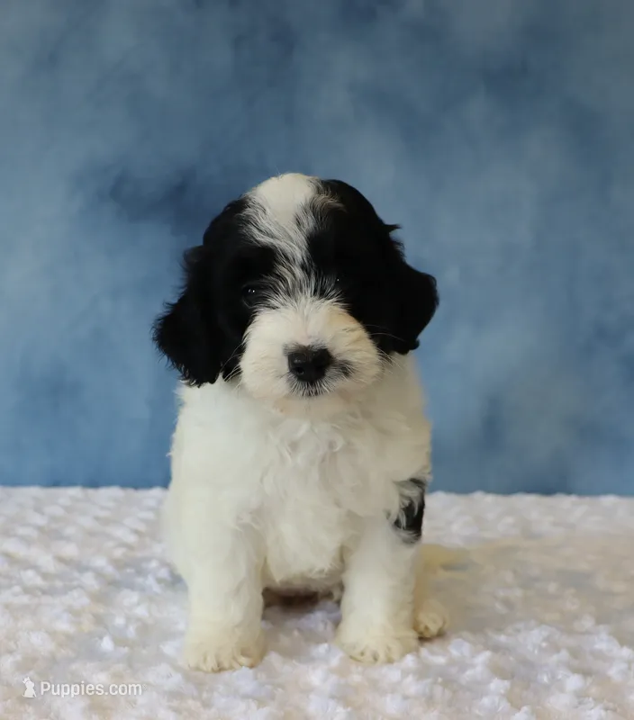 Shadow – Poodle - Miniature , Sheepadoodle puppy for sale in Apple Creek, OH