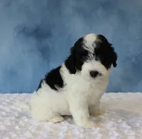 Shadow, a female Poodle - Miniature  and Sheepadoodle for sale in Apple Creek, OH – 2 of 5