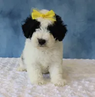Charlie, a male Poodle - Miniature  and Sheepadoodle for sale in Apple Creek, OH – 3 of 4