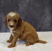 Bailey, a male Miniature Goldendoodle for sale in Apple Creek, OH – 2 of 6