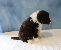 Sargent, a male Portuguese Water Dog for sale in Apple Creek, OH – 4 of 4