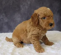 Bentley, a male Miniature Goldendoodle for sale in Apple Creek, OH – 3 of 4