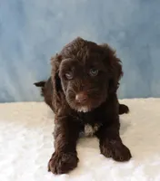 Sierra, a female Portuguese Water Dog for sale in Apple Creek, OH – 1 of 4