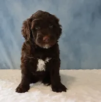 Sierra, a female Portuguese Water Dog for sale in Apple Creek, OH – 4 of 4