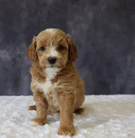 Baxter, a male Miniature Goldendoodle for sale in Apple Creek, OH – 4 of 6