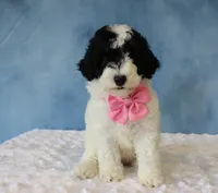 Bella, a female Poodle - Miniature  and Sheepadoodle for sale in Apple Creek, OH – 2 of 4
