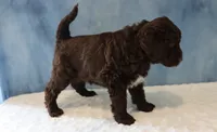 Sierra, a female Portuguese Water Dog for sale in Apple Creek, OH – 3 of 4