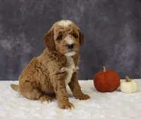 Bailey, a male Miniature Goldendoodle for sale in Apple Creek, OH – 6 of 6