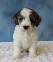 Ziggy, a male Poodle - Miniature  and Sheepadoodle for sale in Apple Creek, OH – 4 of 5
