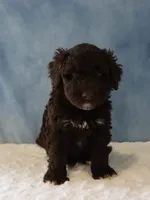 Sean, a male Portuguese Water Dog for sale in Apple Creek, OH – 2 of 4