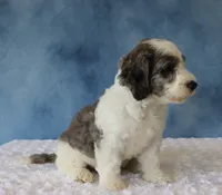 Ziggy, a male Poodle - Miniature  and Sheepadoodle for sale in Apple Creek, OH – 3 of 5