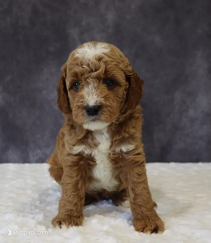 Bailey – Miniature Goldendoodle puppy for sale in Apple Creek, OH