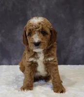 Bailey, a male Miniature Goldendoodle for sale in Apple Creek, OH – 1 of 6