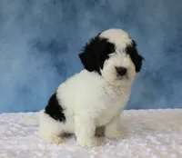Charlie, a male Poodle - Miniature  and Sheepadoodle for sale in Apple Creek, OH – 2 of 4
