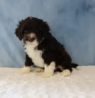 Sargent, a male Portuguese Water Dog for sale in Apple Creek, OH – 2 of 4