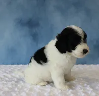 Shadow, a female Poodle - Miniature  and Sheepadoodle for sale in Apple Creek, OH – 3 of 5