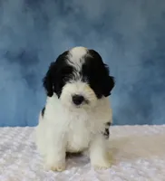 Shadow, a female Poodle - Miniature  and Sheepadoodle for sale in Apple Creek, OH – 5 of 5