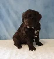 Seth, a male Portuguese Water Dog for sale in Apple Creek, OH – 2 of 4