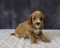 Baxter, a male Miniature Goldendoodle for sale in Apple Creek, OH – 2 of 6