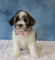 Sage, a female Poodle - Miniature  and Sheepadoodle for sale in Apple Creek, OH – 3 of 4