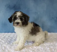 Sage, a female Poodle - Miniature  and Sheepadoodle for sale in Apple Creek, OH – 2 of 4