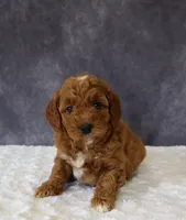 Brielle, a female Miniature Goldendoodle for sale in Apple Creek, OH – 2 of 4
